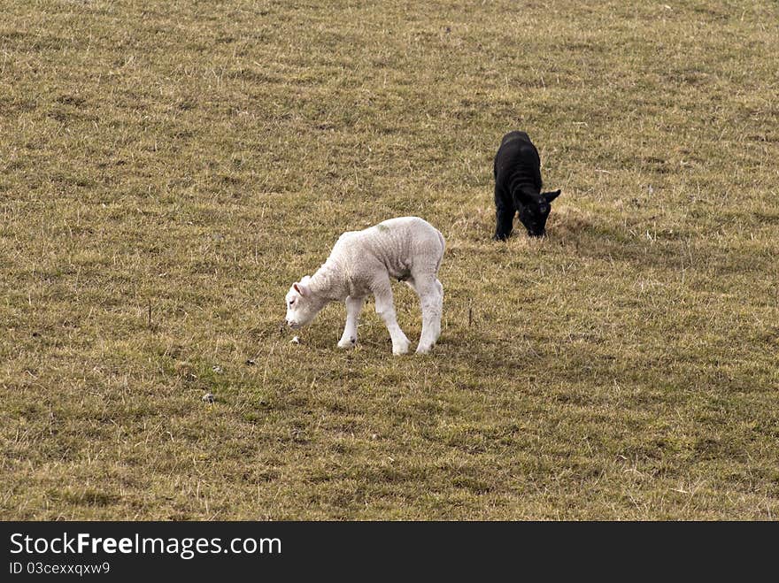 Black and white twin lambs alone in German field early springtime.