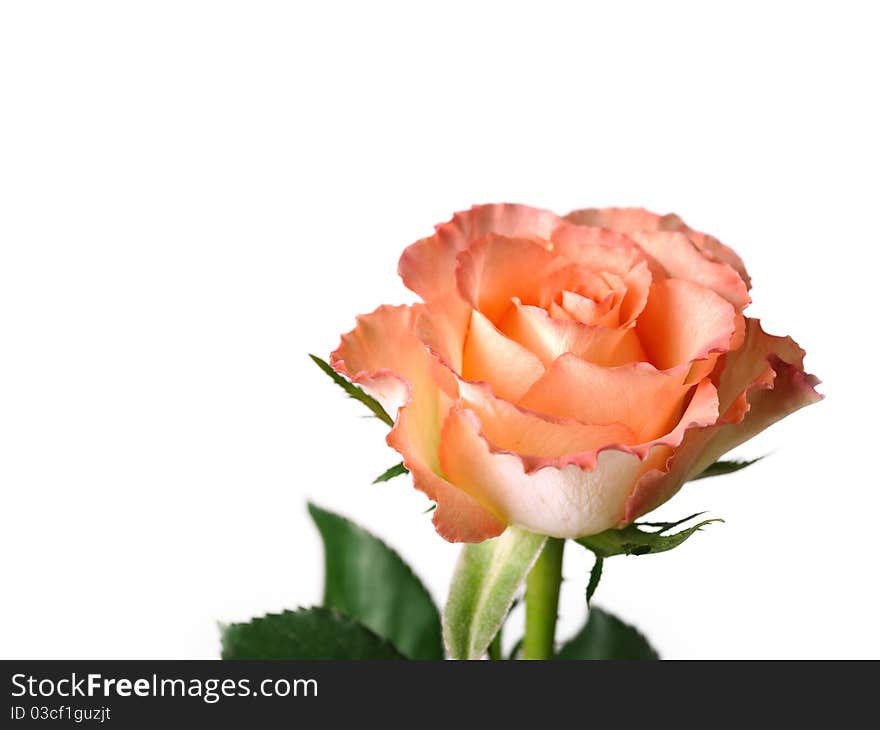 Beautiful pink rose flower isolated over white background