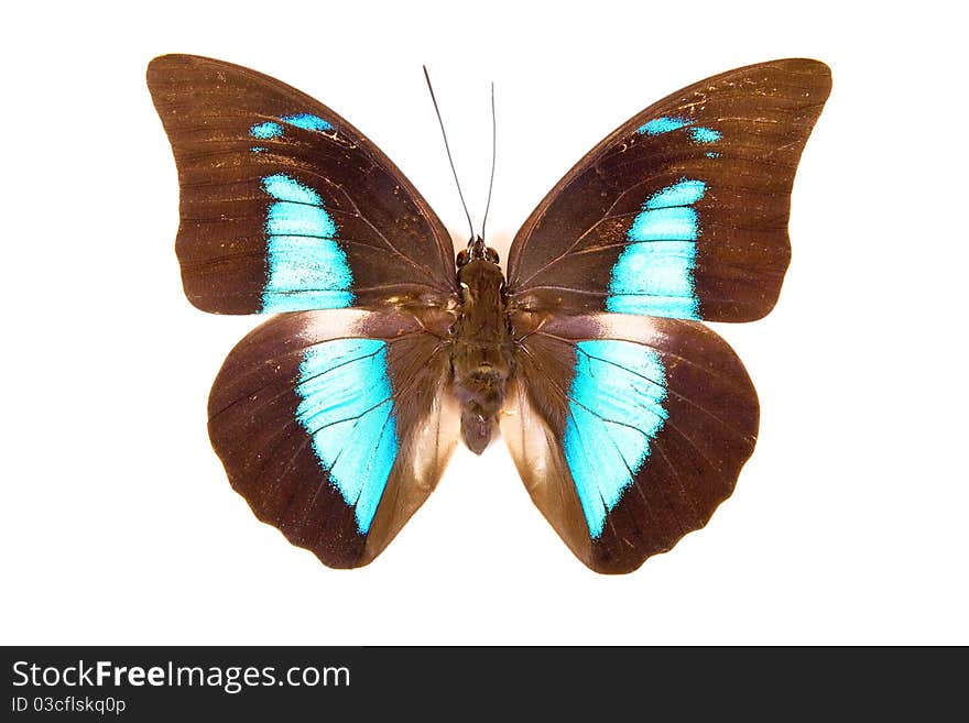 Black and blue butterfly Prepona demophon isolated on white background