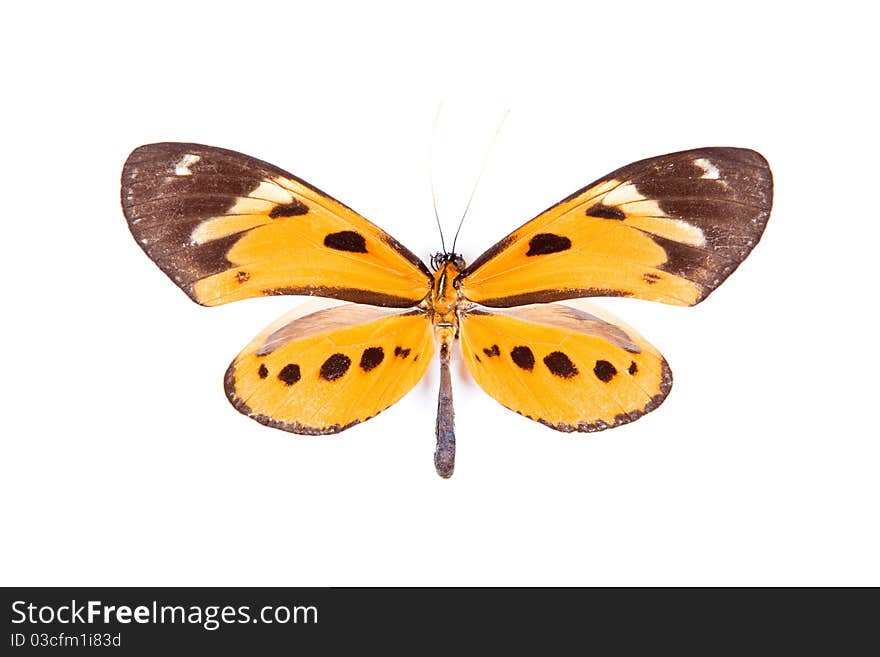 Black and orange butterfly Athyrtis mechanitis isolated on white background