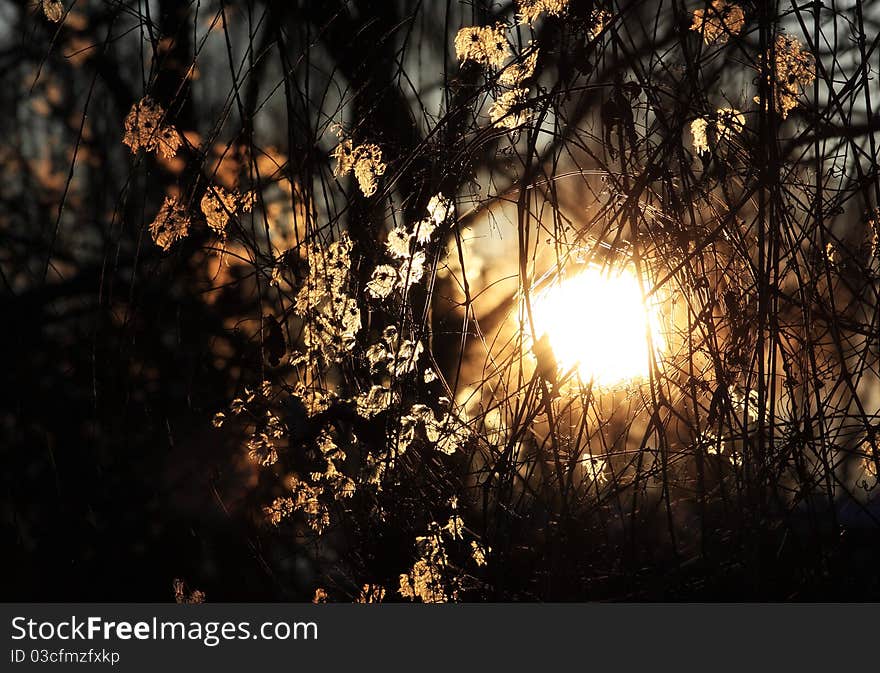 Down rising sun in willow tree. Down rising sun in willow tree