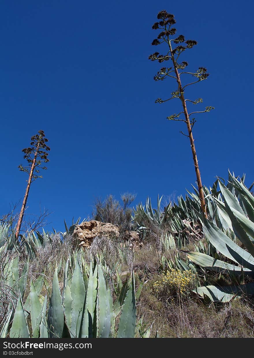 Landscape whit Blue agave, tropical yucca plants