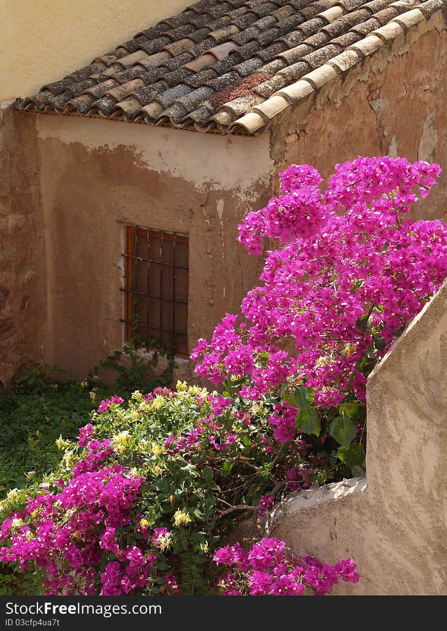 Old weathered Spanish house overgrown whit viollet flowers. Old weathered Spanish house overgrown whit viollet flowers