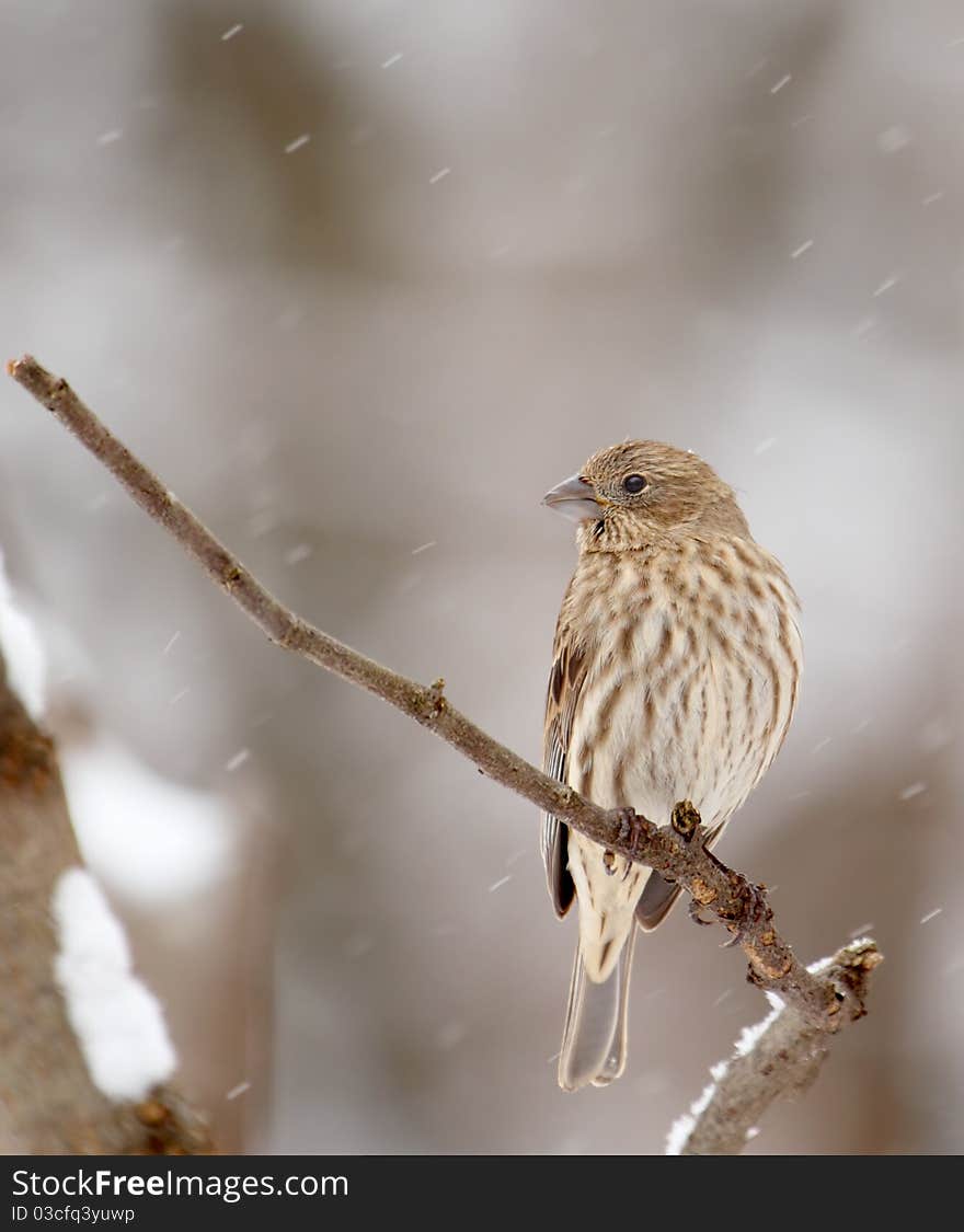 House Finch, Carpodacus Mexicanus