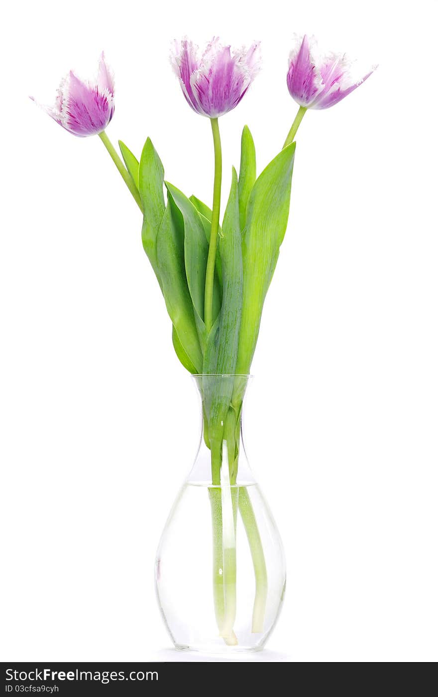 Pink tulips on white background