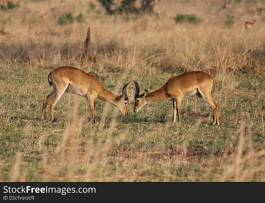 Ugandan Kob antelope males face each other prior to fighting for dominance at Murchison Falls National Park in Uganda. Ugandan Kob antelope males face each other prior to fighting for dominance at Murchison Falls National Park in Uganda.