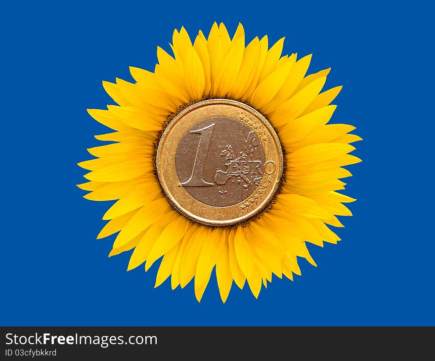 Sunflower-coins