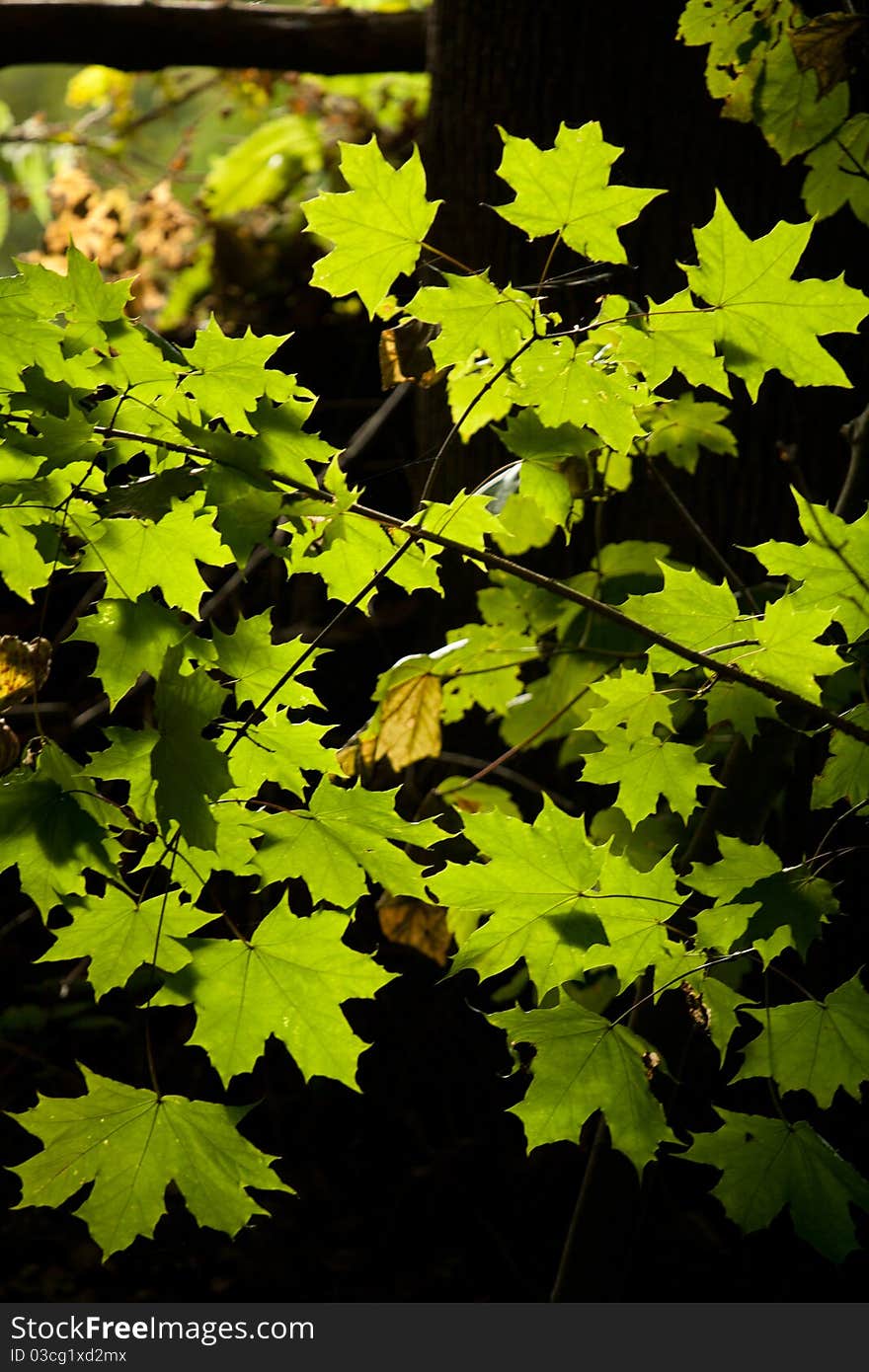 Green Maple leaf on sunlight in anture close up. Green Maple leaf on sunlight in anture close up