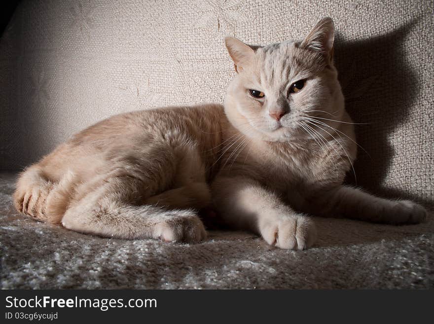 Male red british cat on sofa