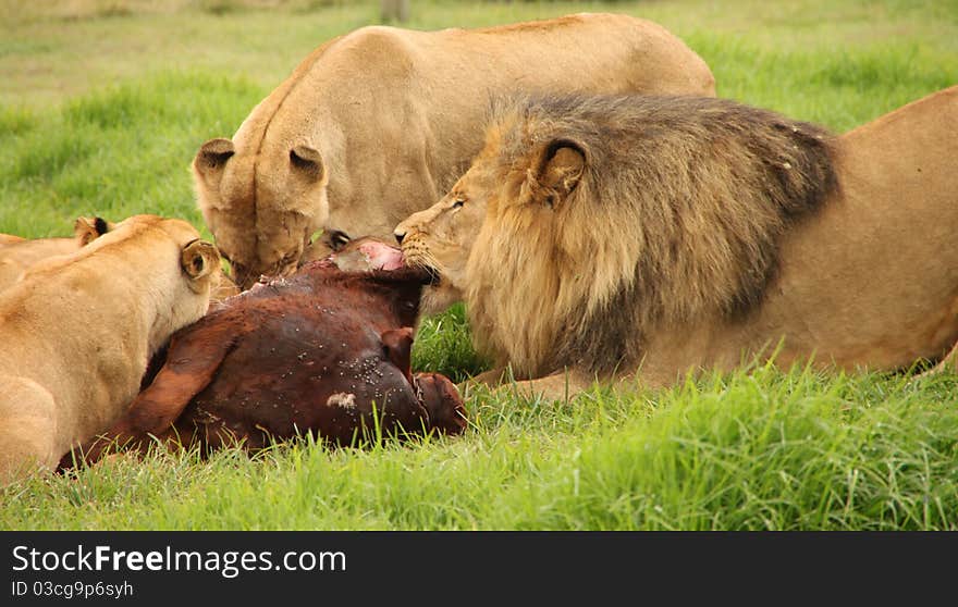 Lion kill