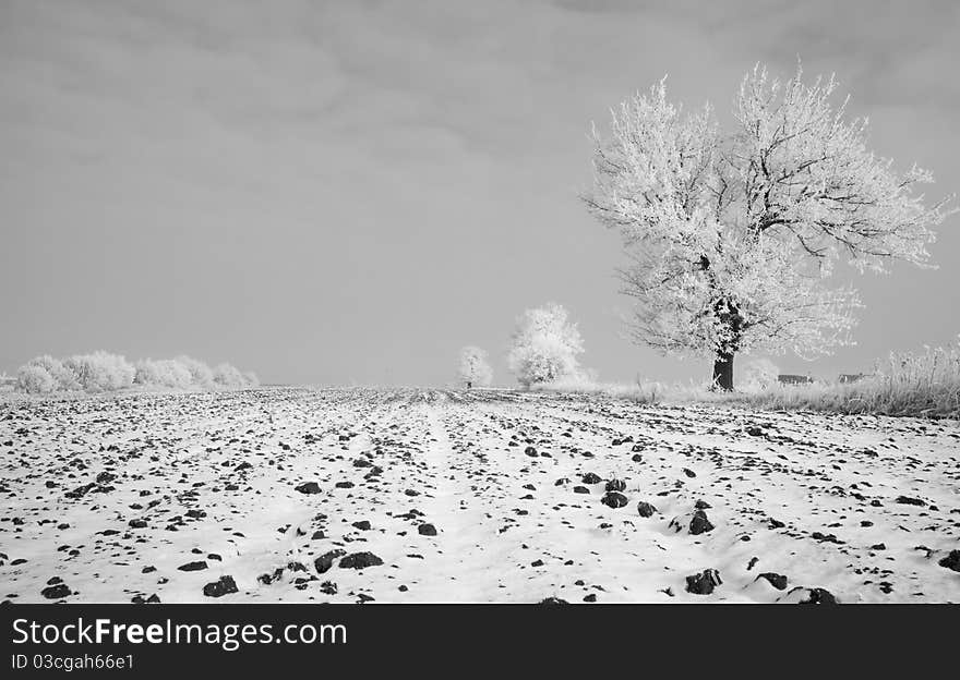 Lonely tree on the land in mist time. Lonely tree on the land in mist time.