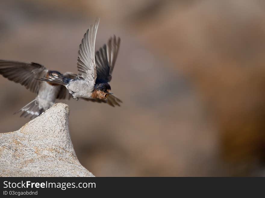 Welcome Swallow