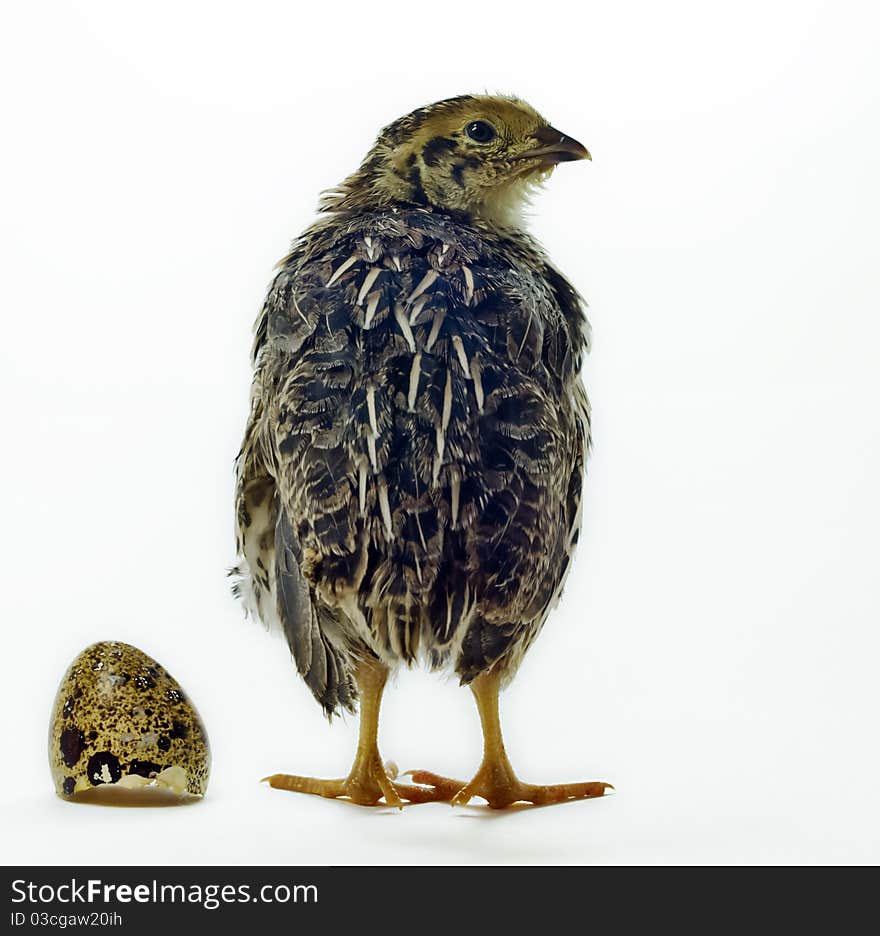 The shot of a nestling quail was taken using a white background. The shot of a nestling quail was taken using a white background