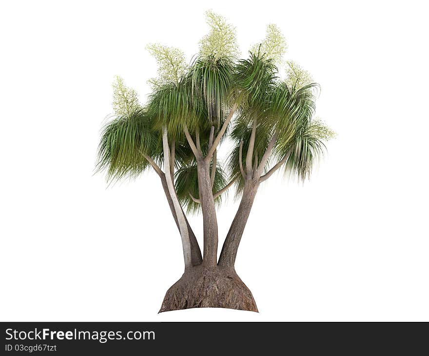 Rendered 3d isolated Ponytail Palm (Nolina recurvata, Beaucarnea recurvata). Rendered 3d isolated Ponytail Palm (Nolina recurvata, Beaucarnea recurvata)