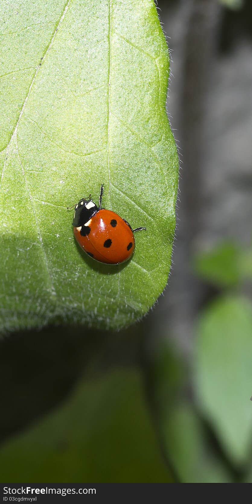 Colored ladybug on green leaf