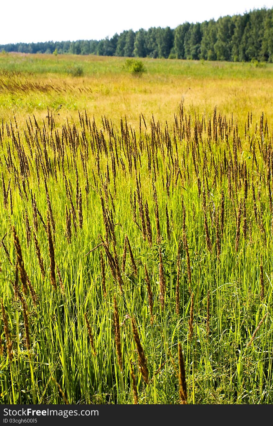 Field in summer against the backdrop of the forest. Field in summer against the backdrop of the forest