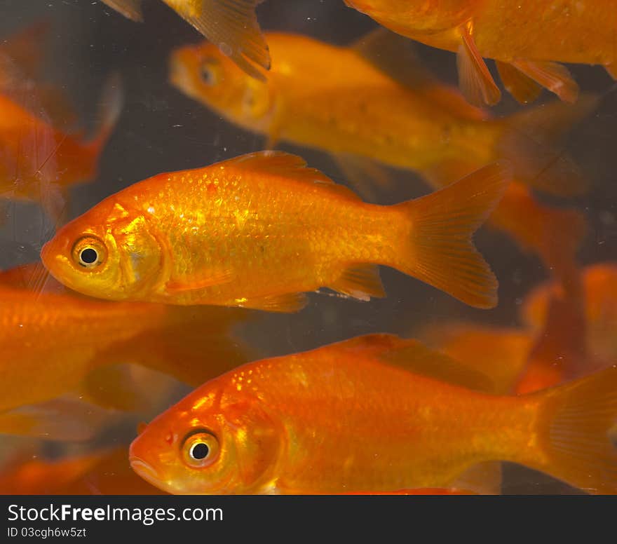 Red and gold fishes in aquarium