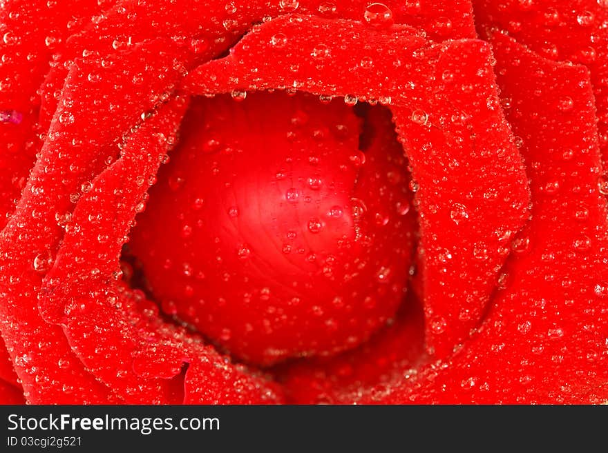 Drops of water on red rose. Drops of water on red rose