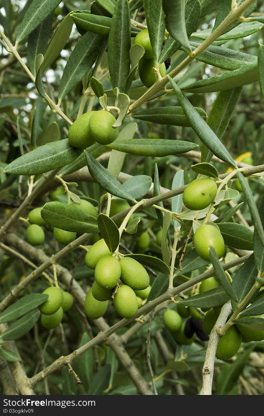 Branches of olives ready to be harvested in late October. Branches of olives ready to be harvested in late October