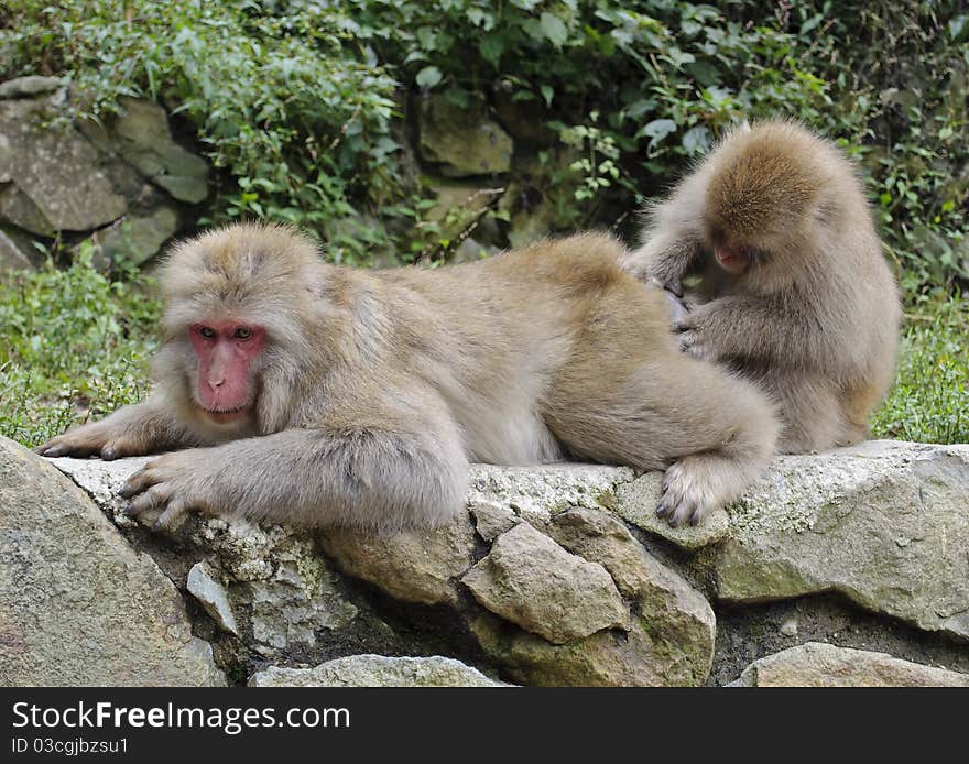 Japanese Macaque Couple