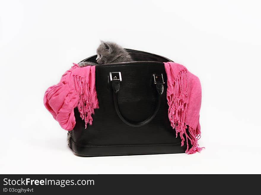 Little british kitten in black bag with pink scarf. Little british kitten in black bag with pink scarf