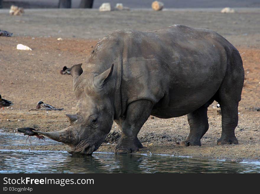 A white rhino drinking from a lake