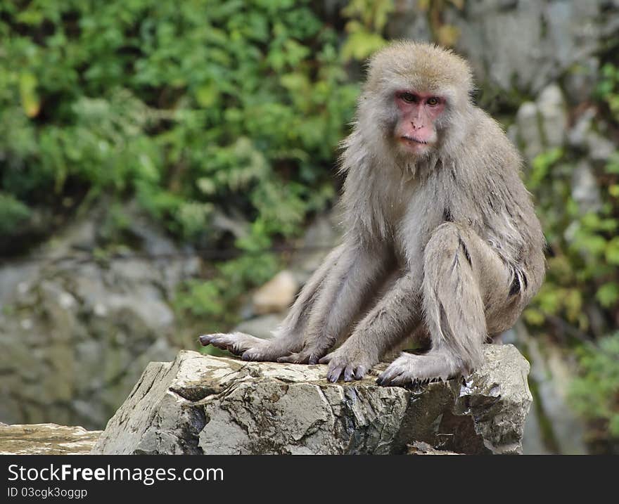 Japanese macaque sitting on rock