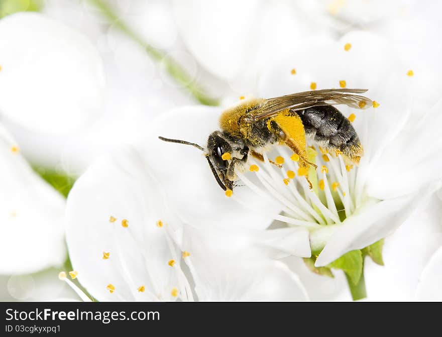 Bee Pollinated A Flower