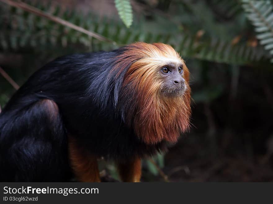 A golden-headed lion tamarin portrait