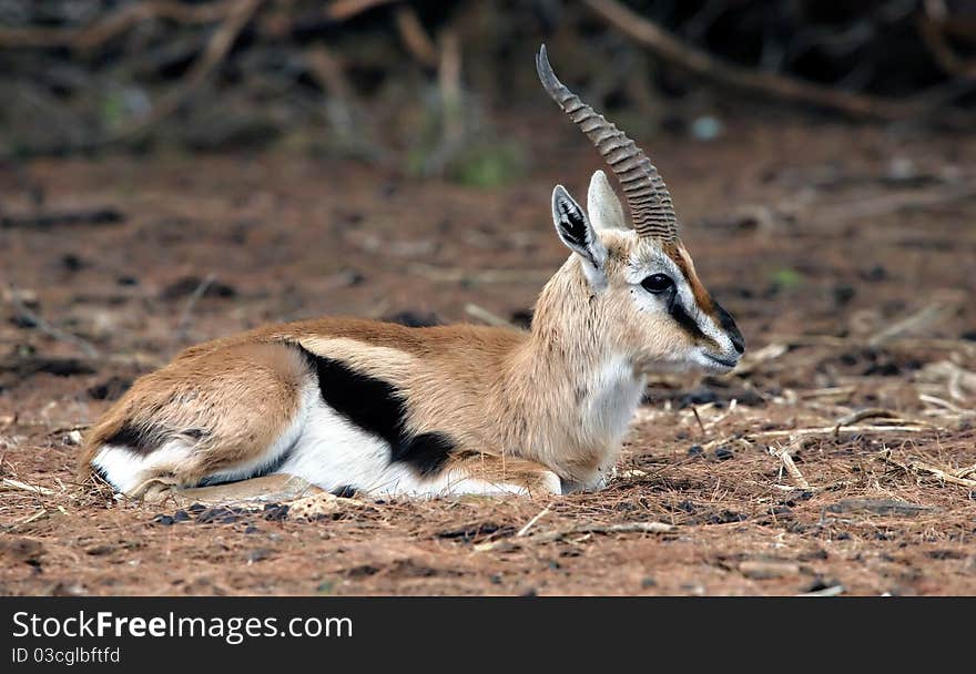 A Gazelle seating on the ground