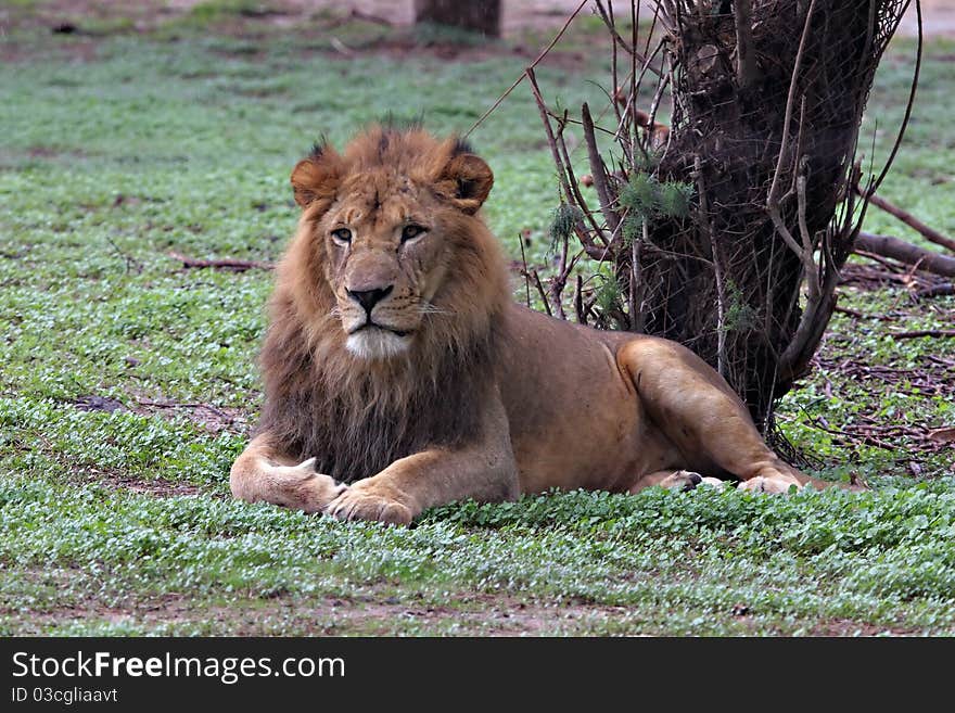 A lion seating on the grass