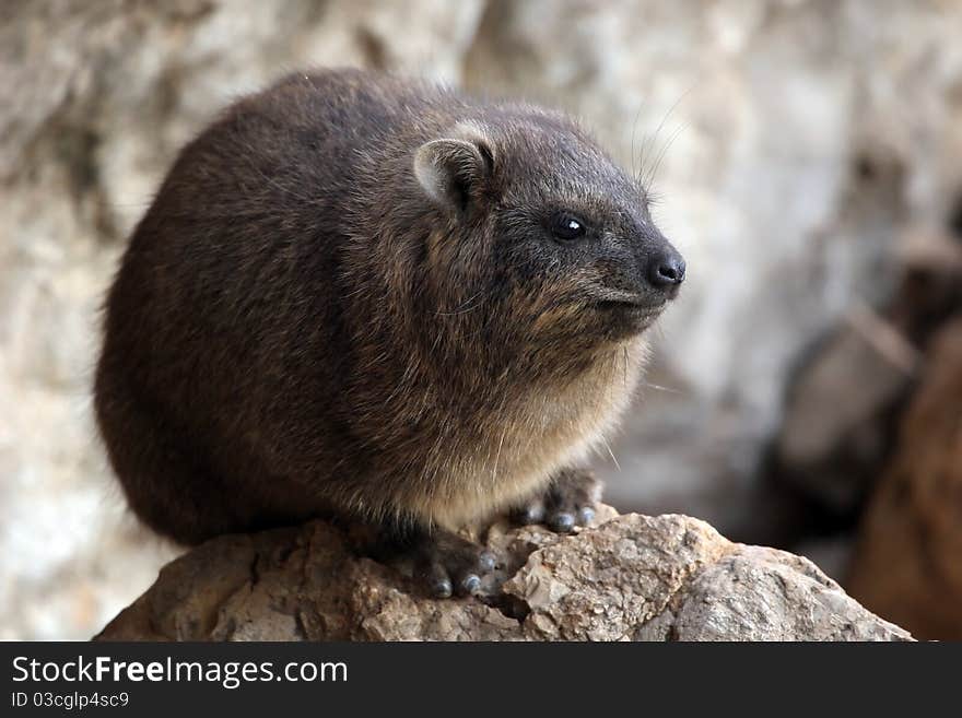 A Rock Hyrax posing on a rock