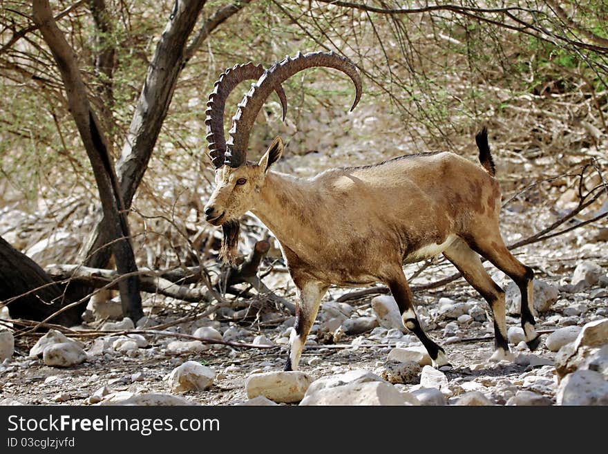 A Nubian Ibex in the Israeli desert