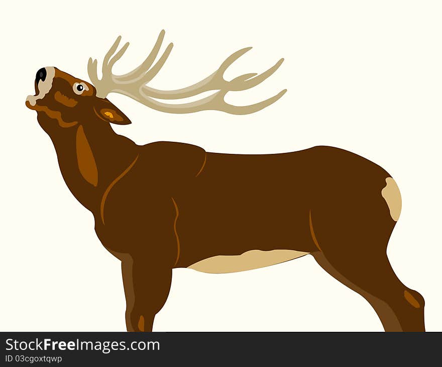 Wild deer with horn