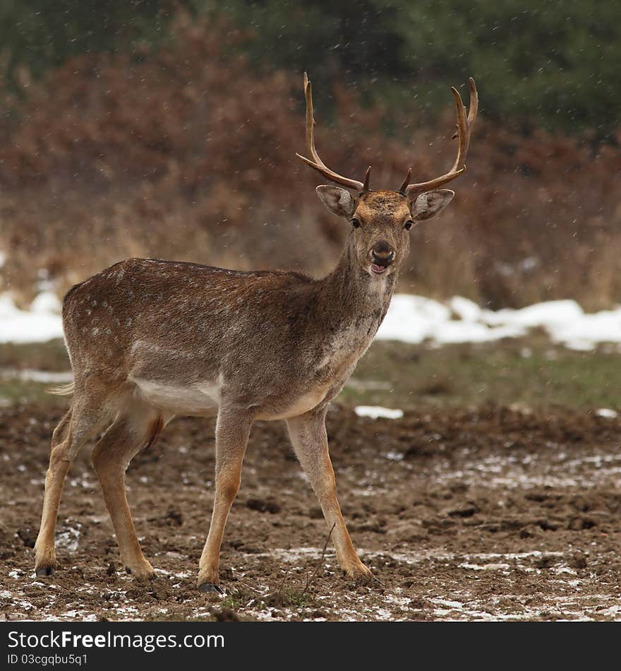 Fallow buck (Dama dama) in snowfall , on a clearing. Fallow buck (Dama dama) in snowfall , on a clearing