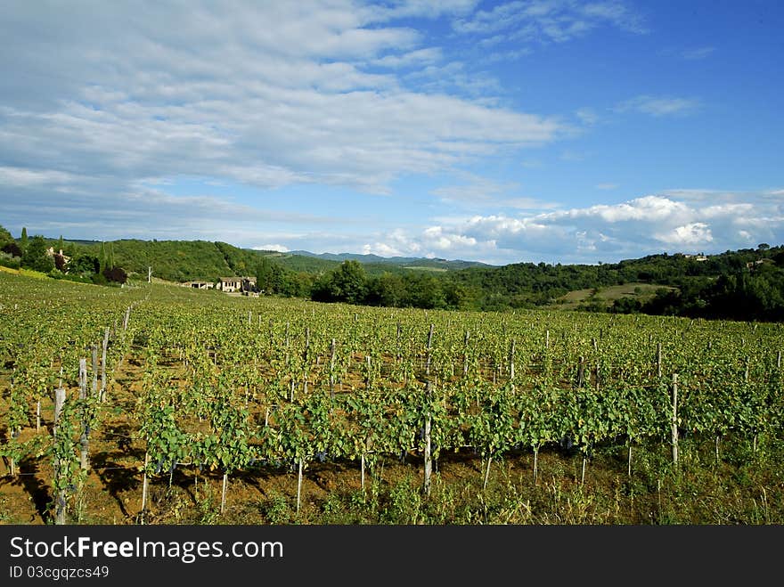 Vineyard in Tuscany