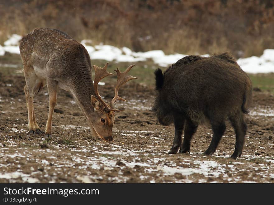 Hungry fallow buck (Dama dama) with a wild boar