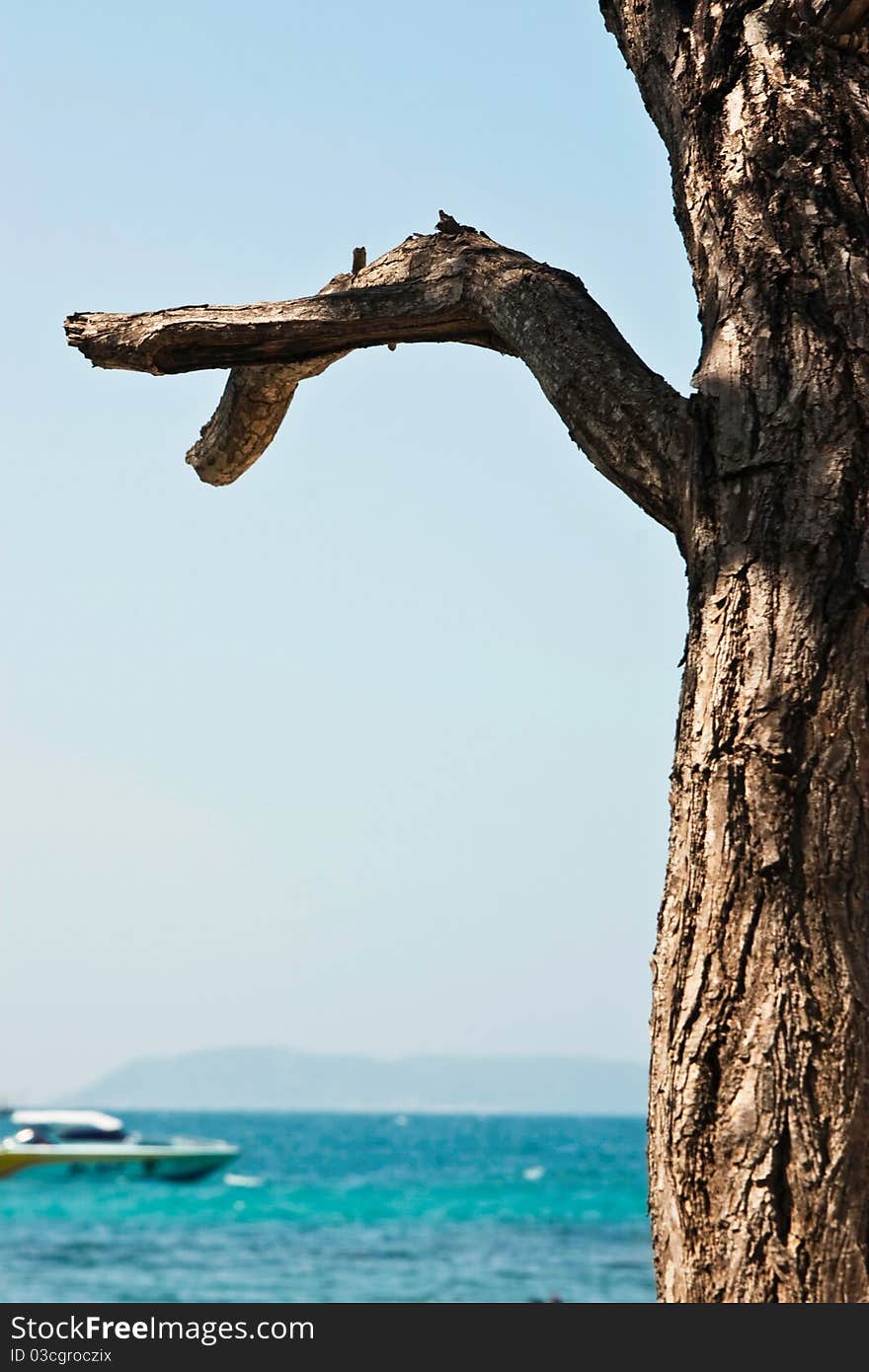 Dead tree on the sea beach background