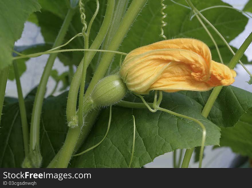 Young Squash Growing On Vine