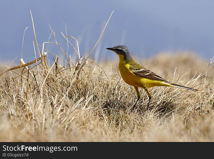 Mountain yellow sparrow