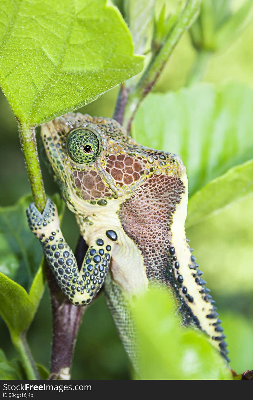 Chameleon blending in with its surroundings.