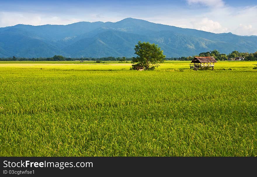 Green rice farm against mountain in Thailand