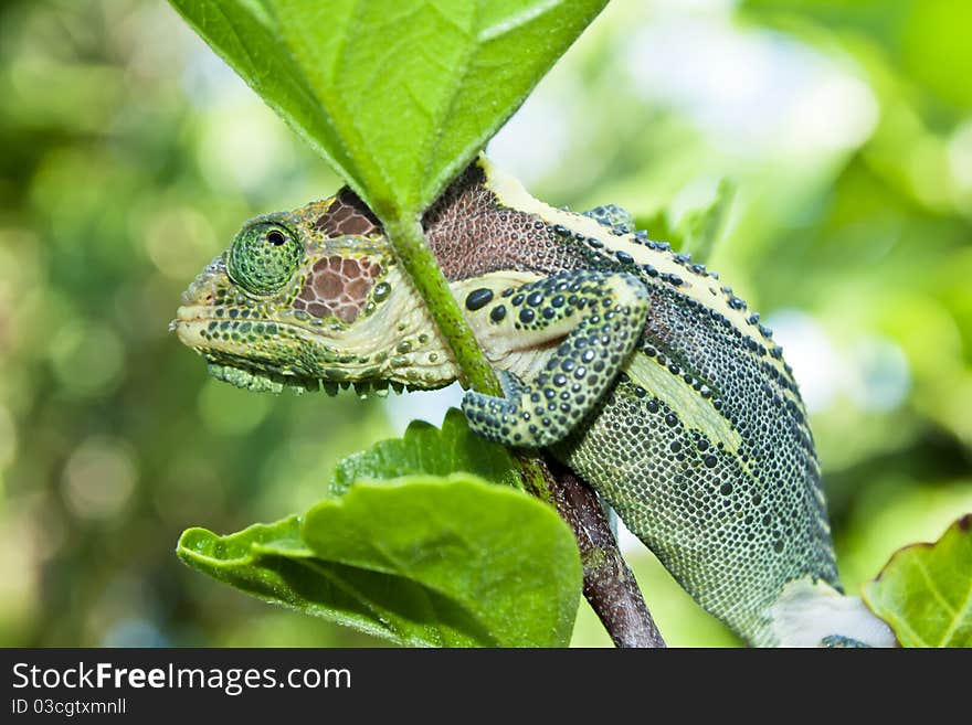 Picture of a chameleon hiding behind a leaf, found in the garden. Picture of a chameleon hiding behind a leaf, found in the garden.