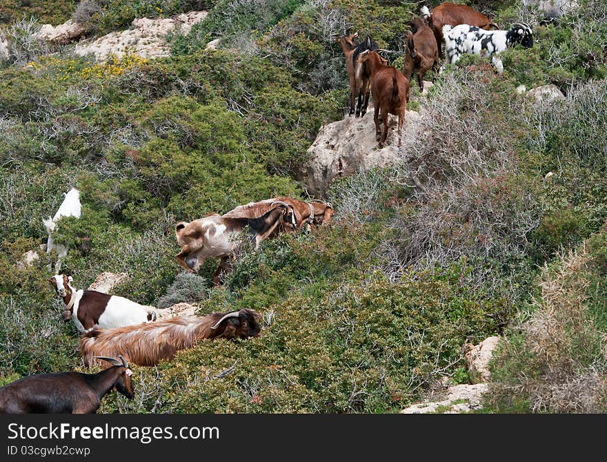 Group wild of goat animals at Akamas area in Paphos, Cyprus. Group wild of goat animals at Akamas area in Paphos, Cyprus