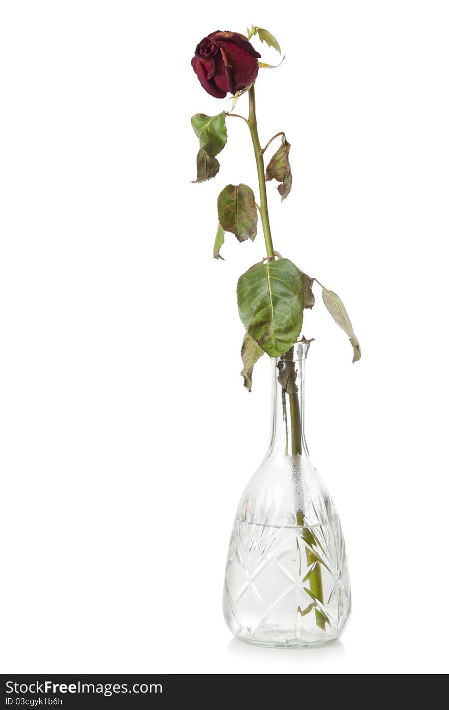 Dry red flower in glass decanter with water. Isolated over white background. Dry red flower in glass decanter with water. Isolated over white background