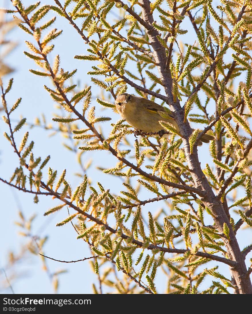 A Chiffchaff (Phylloscopus collybita) perches on the twigs of a blooming tree in early spring. A Chiffchaff (Phylloscopus collybita) perches on the twigs of a blooming tree in early spring.