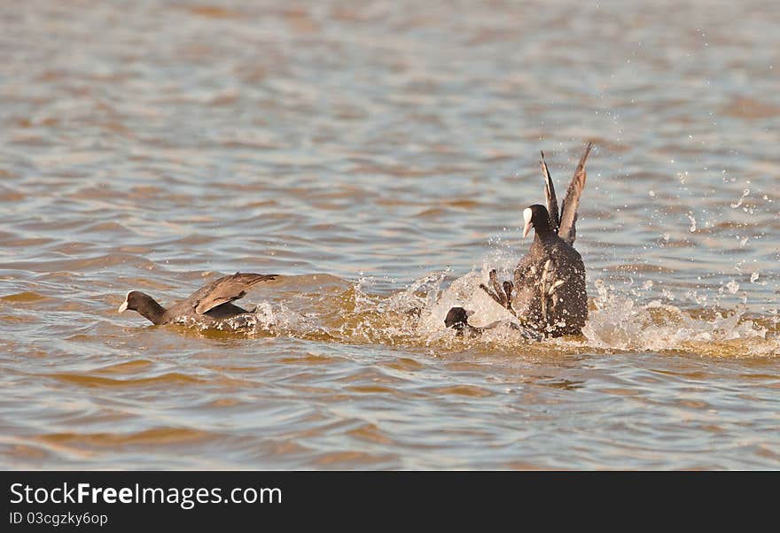 Fighting Coots