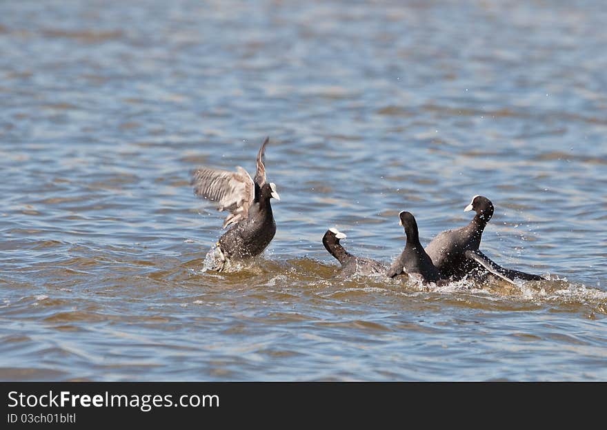 Two couple of Coots (Fulica atra) fight fiercely for the defense of the territory in Llobregat nature reserve, northeastern Spain. Two couple of Coots (Fulica atra) fight fiercely for the defense of the territory in Llobregat nature reserve, northeastern Spain.