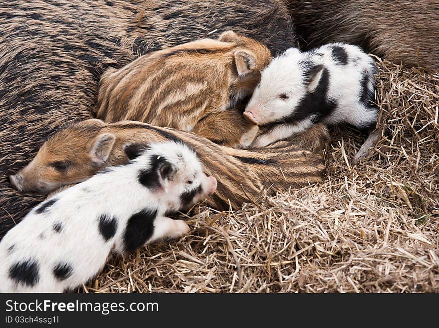 Five wild young pigs togehter. Five wild young pigs togehter