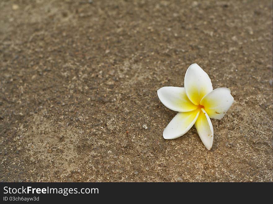 Plumeria flowers fall on the concrete floor in the summer. Plumeria flowers fall on the concrete floor in the summer